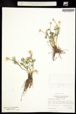Image of Ranunculus adoneus
