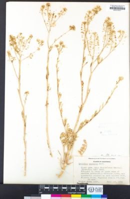 Lepidium montanum image