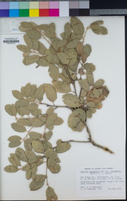 Quercus agrifolia var. oxyadenia image