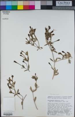 Image of Acleisanthes acutifolia