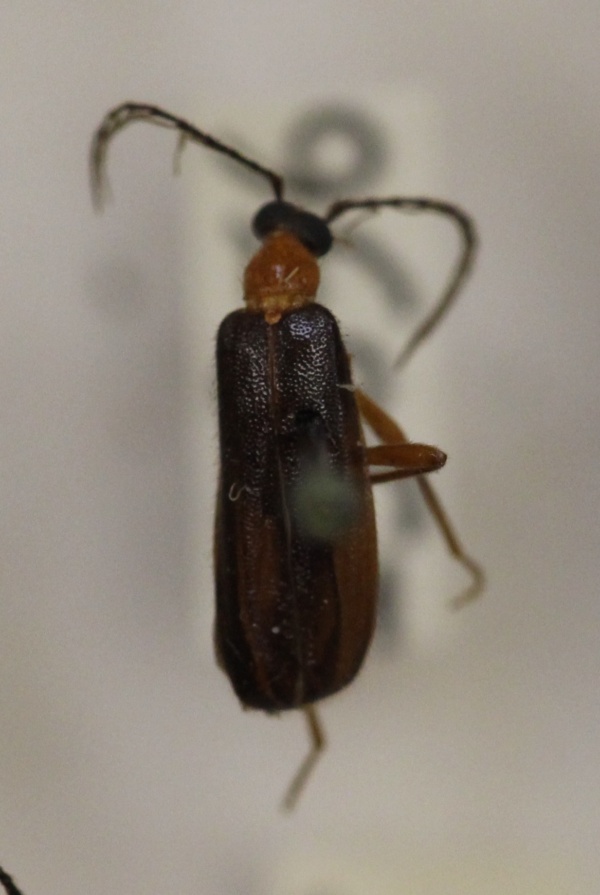 Pyrochroidae image