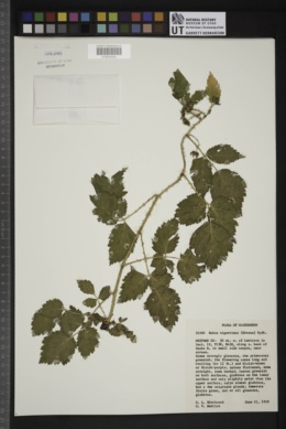 Rubus nigerrimus image