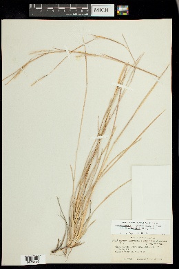 Schizachyrium neomexicanum image
