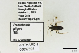 Image of Froeschneria piligera