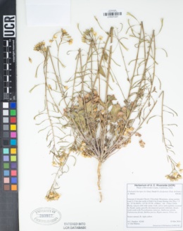 Chylismia claviformis subsp. yumae image