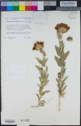 Xylorhiza orcuttii image