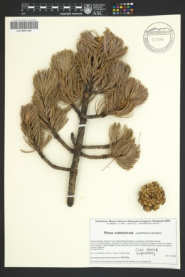 Image of Pinus culminicola