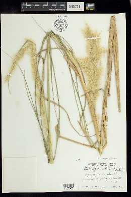 Pappophorum pappiferum image