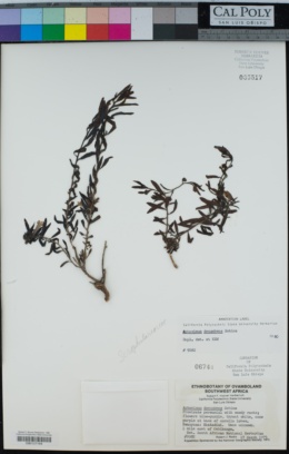 Image of Aptosimum decumbens