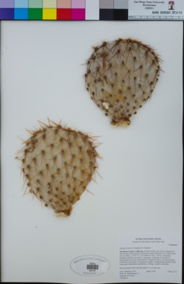 Opuntia chlorotica image