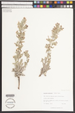 Oreocarya wetherillii image