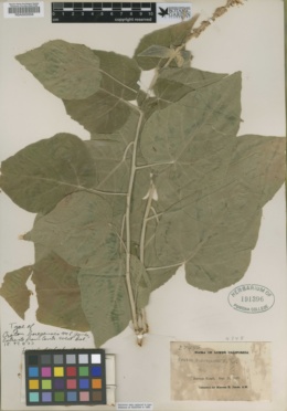 Image of Croton boregensis