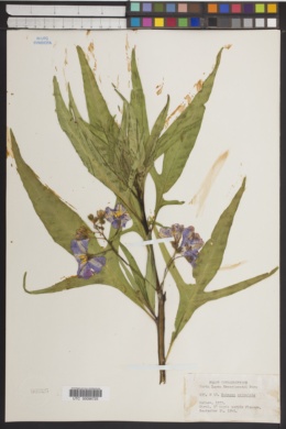 Solanum aviculare image