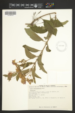 Lippia callicarpifolia image