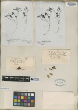 Image of Astragalus esperanzae