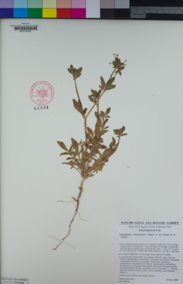 Image of Allophyllum divaricatum