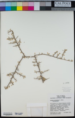 Lycium carinatum image