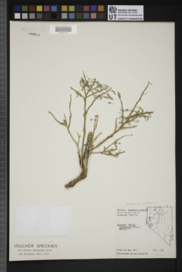 Psorothamnus polyadenius image