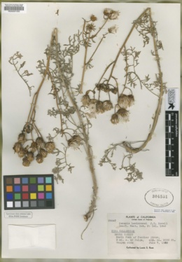 Packera eurycephala var. lewisrosei image