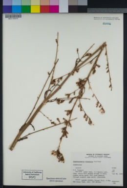 Stephanomeria diegensis image
