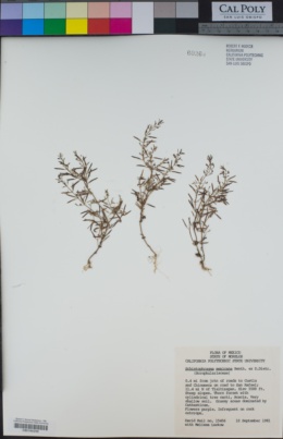 Schistophragma mexicanum image