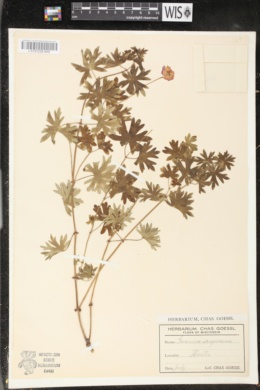 Image of Geranium sanguineum