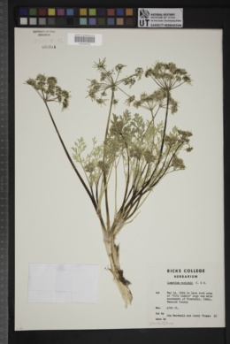 Lomatium cusickii image