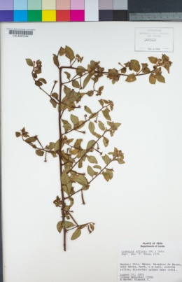 Image of Ludwigia affinis