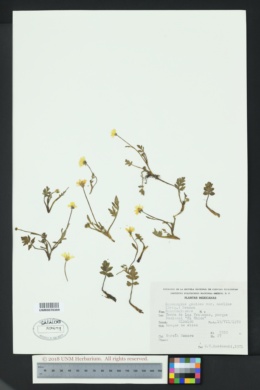 Ranunculus geoides image