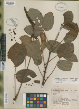 Cleobulia crassistyla image