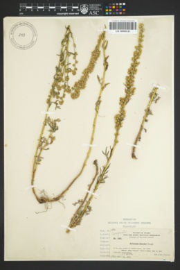 Artemisia discolor image