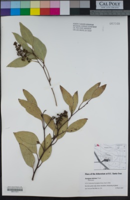 Image of Eucalyptus behriana