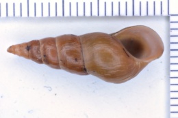 Elimia arachnoidea spinella image