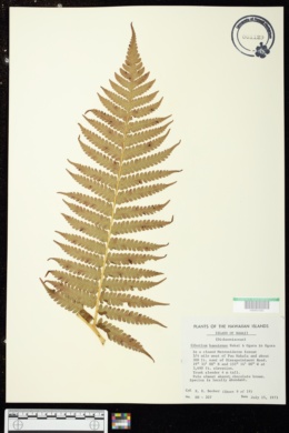 Cibotium chamissoi image