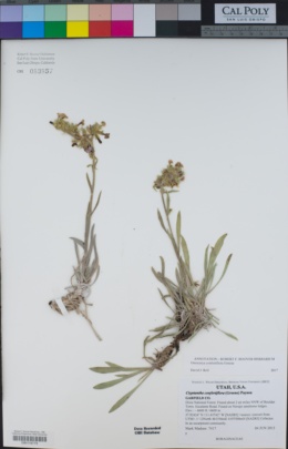Image of Cryptantha confertiflora