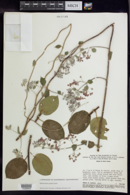 Banisteriopsis prancei image