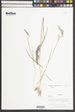 Agrostis magellanica image