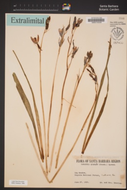 Camassia quamash subsp. linearis image