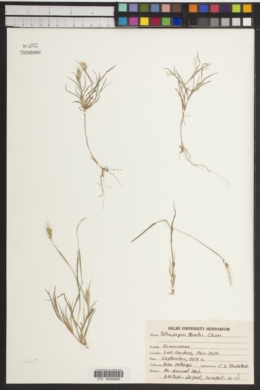 Tetrapogon tenellus image