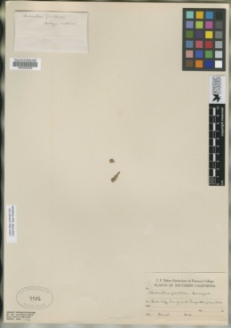 Myriopteris fibrillosa image