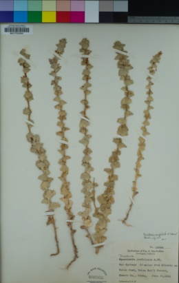 Triodanis perfoliata image
