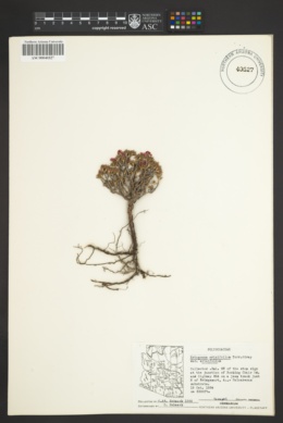 Eriogonum ericifolium image