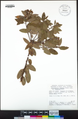 Arctostaphylos crustacea subsp. insulicola image