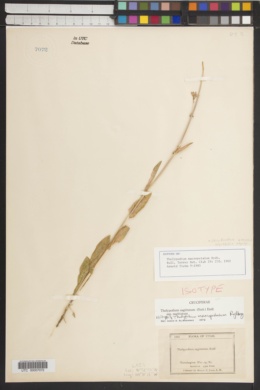 Thelypodium macropetalum image