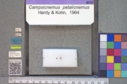 Image of Campsicnemus petalicnemus
