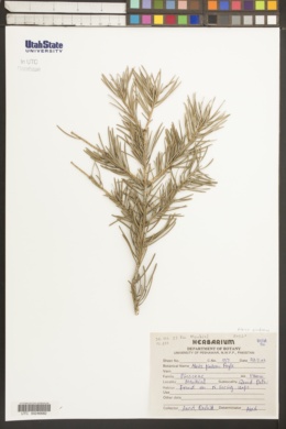 Abies pindrow image