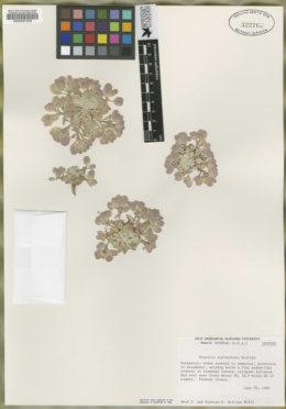 Physaria saximontana image