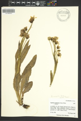 Image of Ligularia amplectens