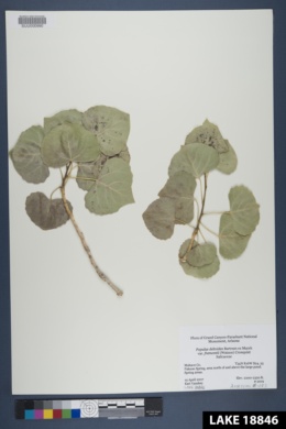 Populus deltoides var. fremontii image
