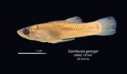 Image of Gambusia georgei